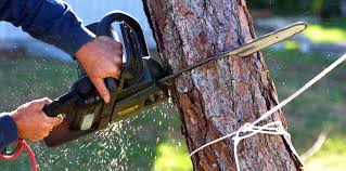 Best Commercial Tree Services  in Placitas, NM