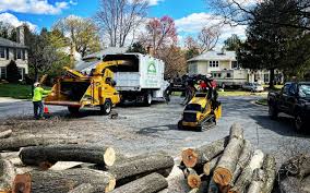 Best Lawn Disease Treatment  in Placitas, NM