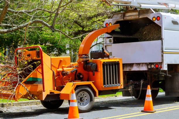 How Our Tree Care Process Works  in  Placitas, NM