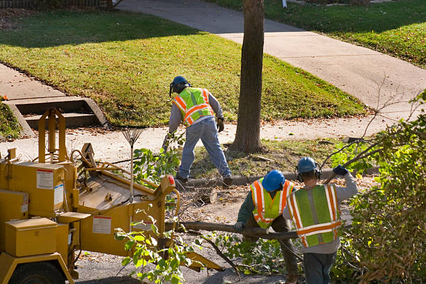 Best Root Management and Removal  in Placitas, NM