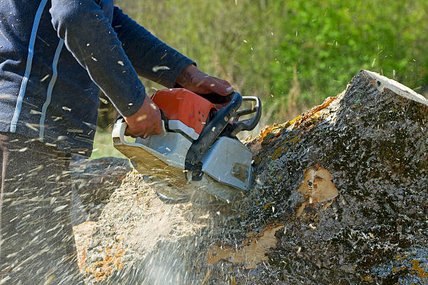 Best Tree Mulching  in Placitas, NM