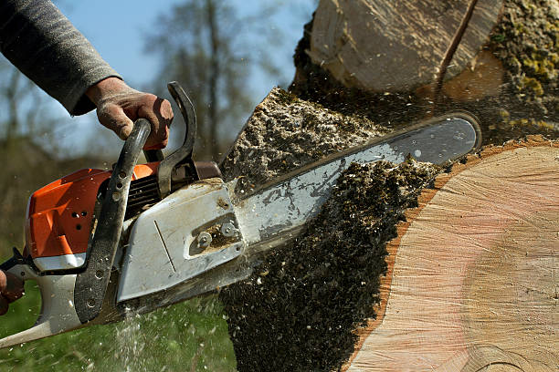 Best Firewood Processing and Delivery  in Placitas, NM