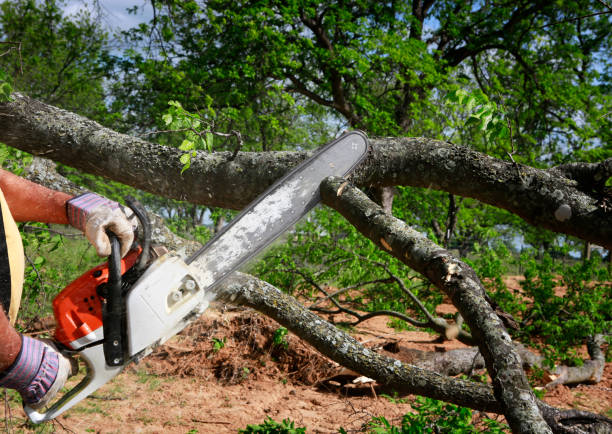 Best Seasonal Cleanup (Spring/Fall)  in Placitas, NM