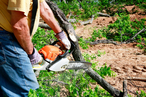 Best Soil Testing and Treatment  in Placitas, NM